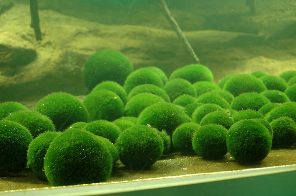 161012marimo1007の0361.png
