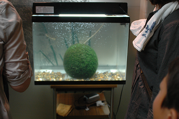 161012marimo1007の0362.png