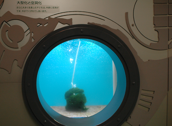 161012marimo1007の0363.png