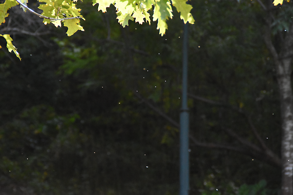 161015雪虫6815.png